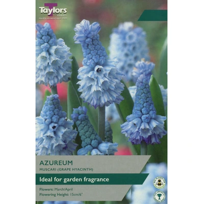 Taylors Muscari Azureum