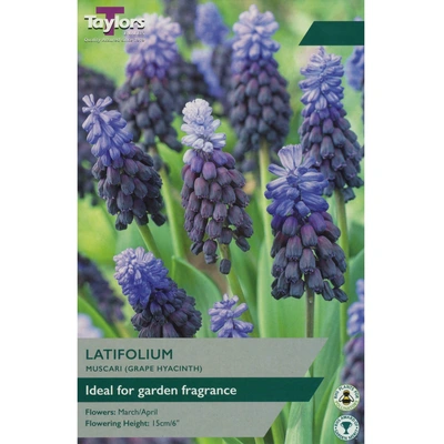 Taylors Muscari Latifolium