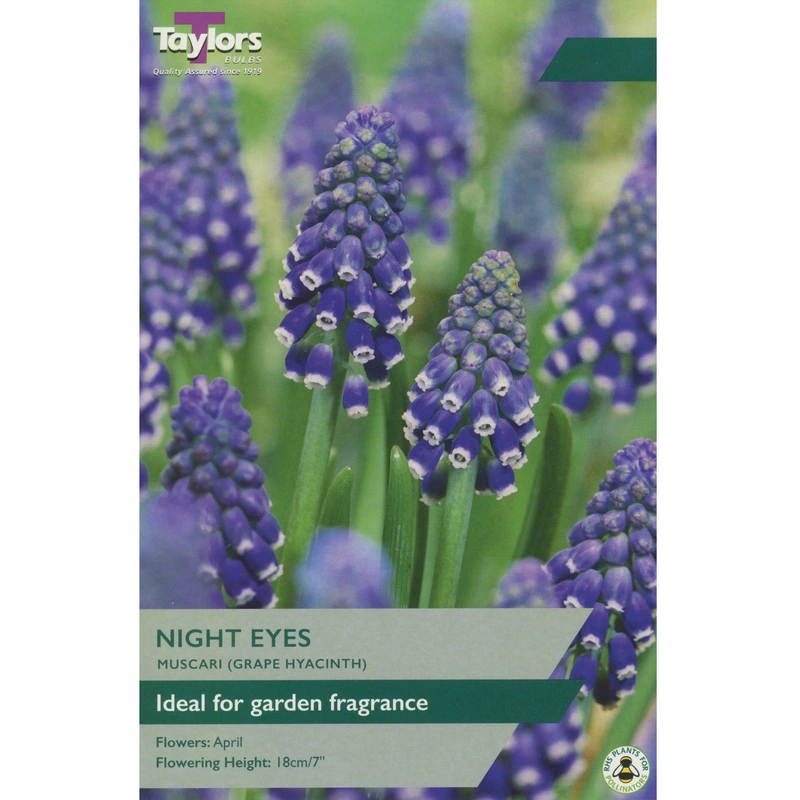 Taylors Muscari Night Eyes