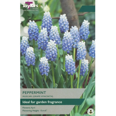 Taylors Muscari Peppermint