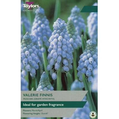 Taylors Muscari Valerie Finnis