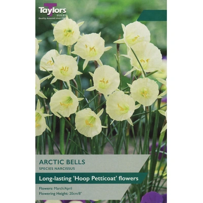 Taylors Species Narcissi Arctic Bells