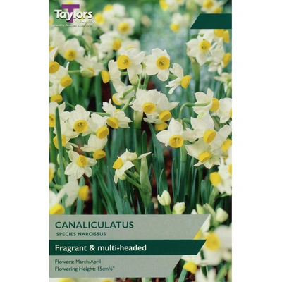 Taylors Species Narcissi Canaliculatus