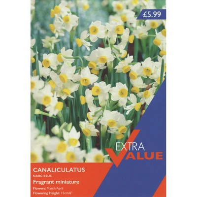 Taylors Extra Value Narcissi Canaliculatus