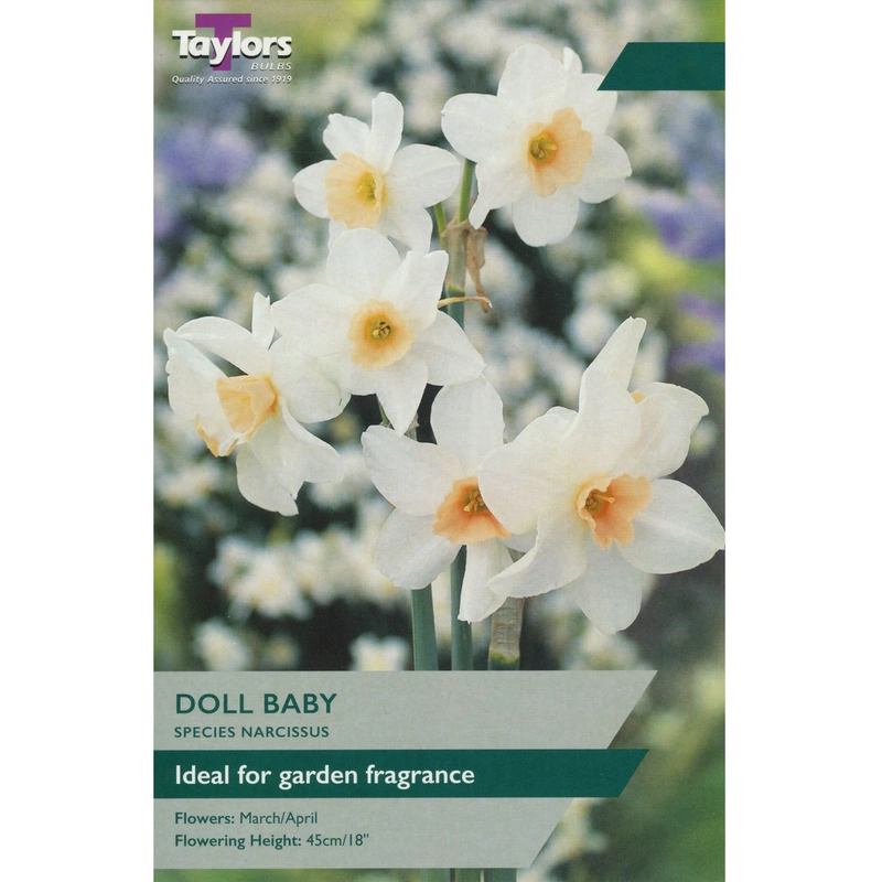 Taylors Species Narcissi Doll Baby