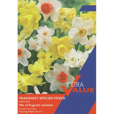 Taylors Extra Value Species Narcissi Fragrant Mixed