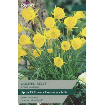 Taylors Species Narcissi Golden Bells