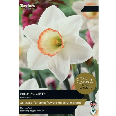 Taylors Select Narcissus High Society