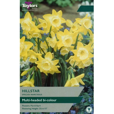 Taylors Species Narcissi Hillstar