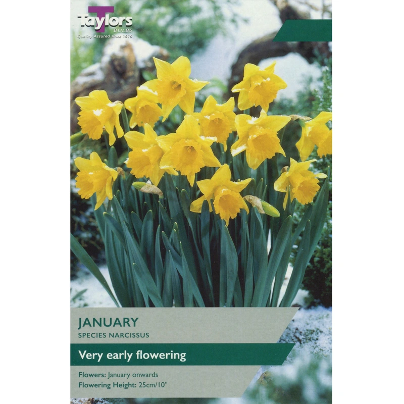 Taylors Species Narcissi January