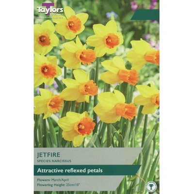 Taylors Species Narcissi Jetfire