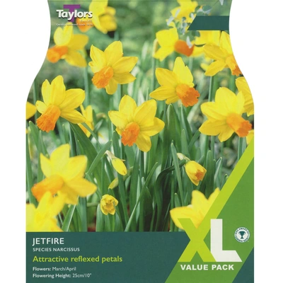 Taylors XL Species Narcissi Jetfire