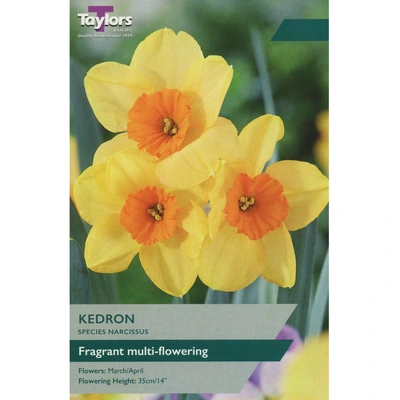 Taylors Species Narcissi Kedron