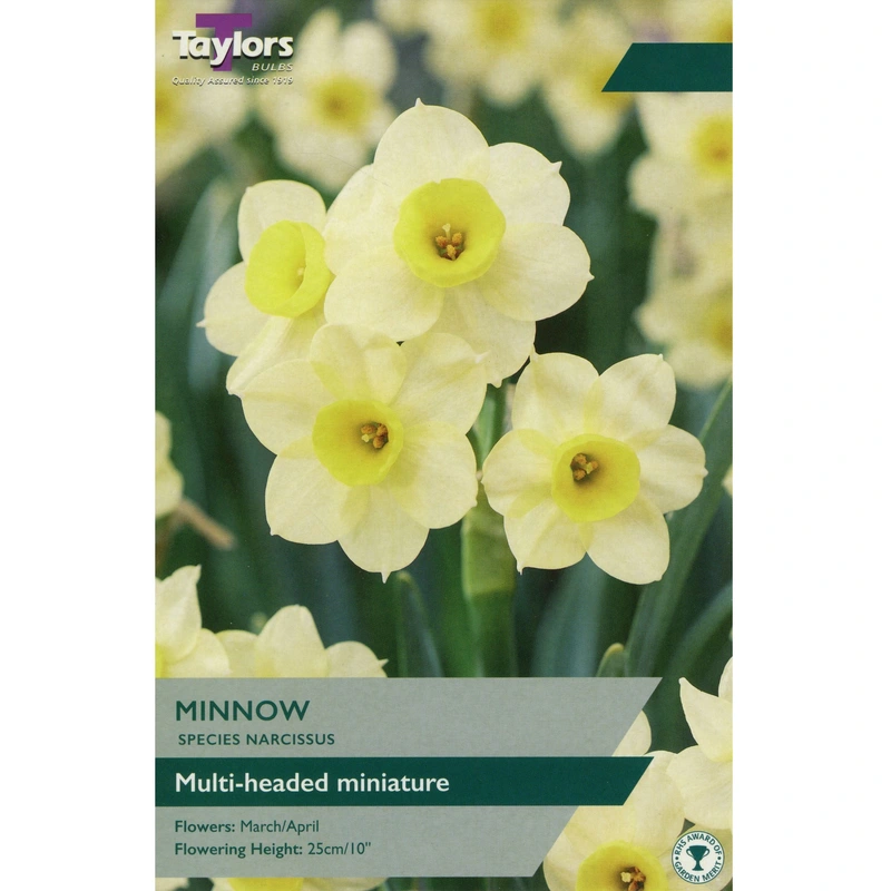 Taylors Species Narcissi Minnow