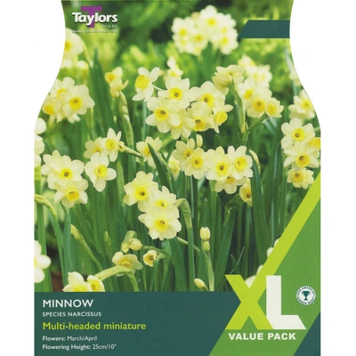 Taylors XL Species Narcissi Minnow