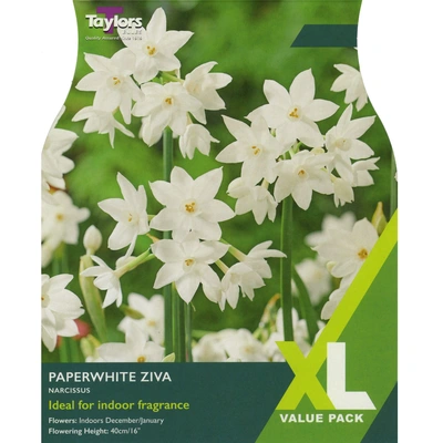 Taylors XL Narcissi Paperwhite Ziva