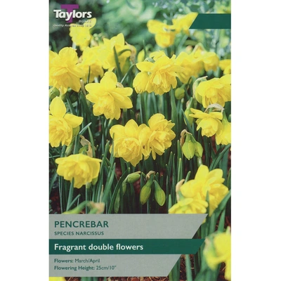 Taylors Species Narcissi Pencrebar