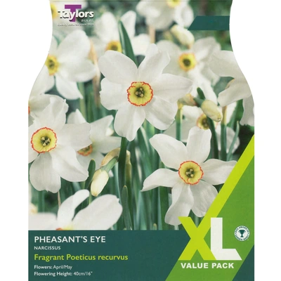 Taylors XL Narcissi Pheasant's Eye