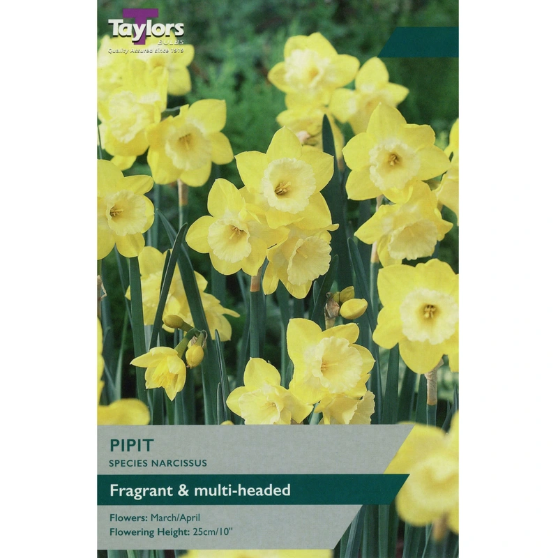 Taylors Species Narcissi Pipit