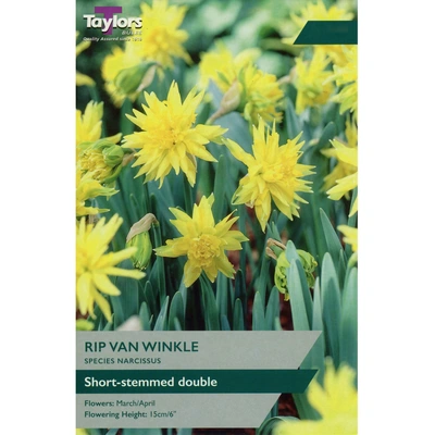 Taylors Species Narcissi Rip Van Winkle