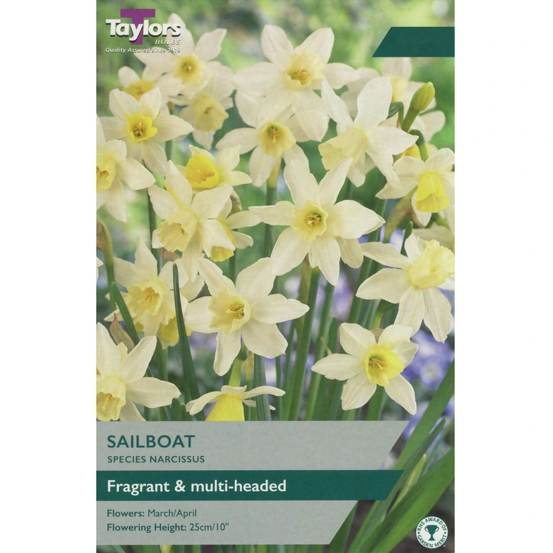 Taylors Species Narcissi Sailboat