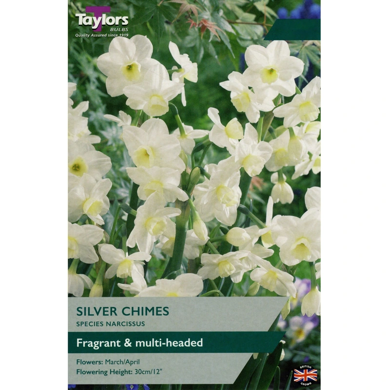 Taylors Species Narcissi Silver Chimes