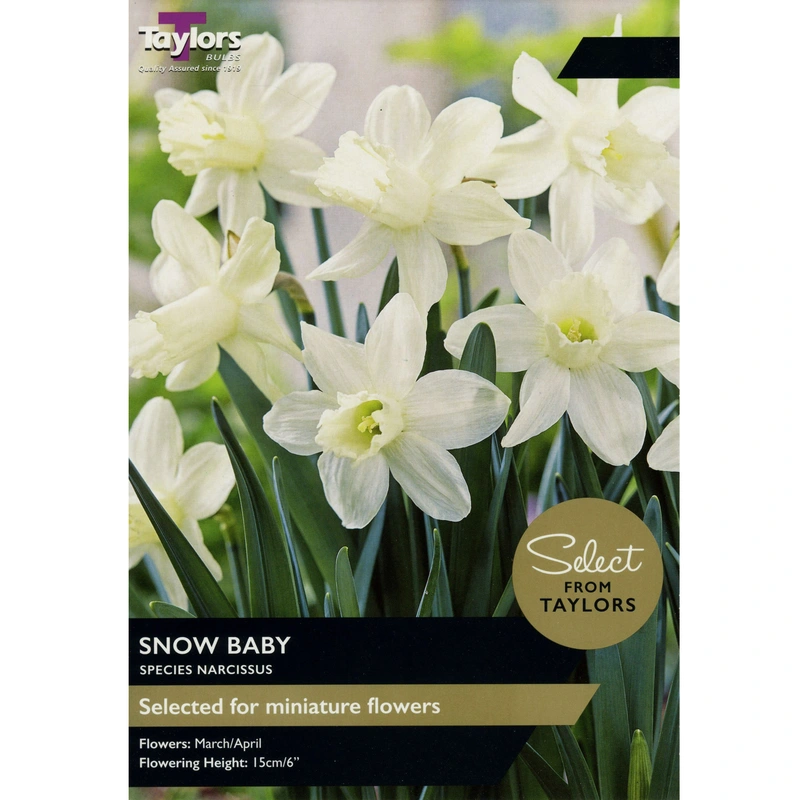 Taylors Select Narcissi Snow Baby