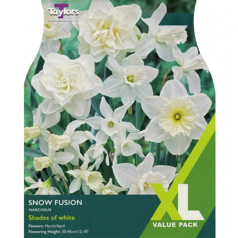 Taylors XL Narcissi Snow Fusion