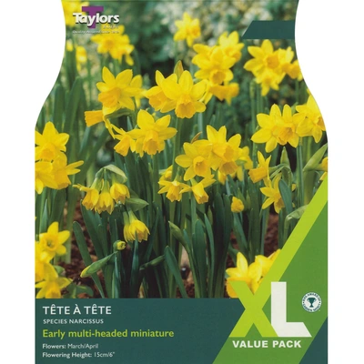 Taylors XL Species Narcissi Tete a Tete