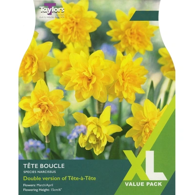 Taylors XL Species Narcissus Tete Boucle