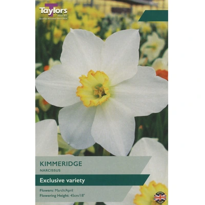 Taylors Narcissus Kimmeridge