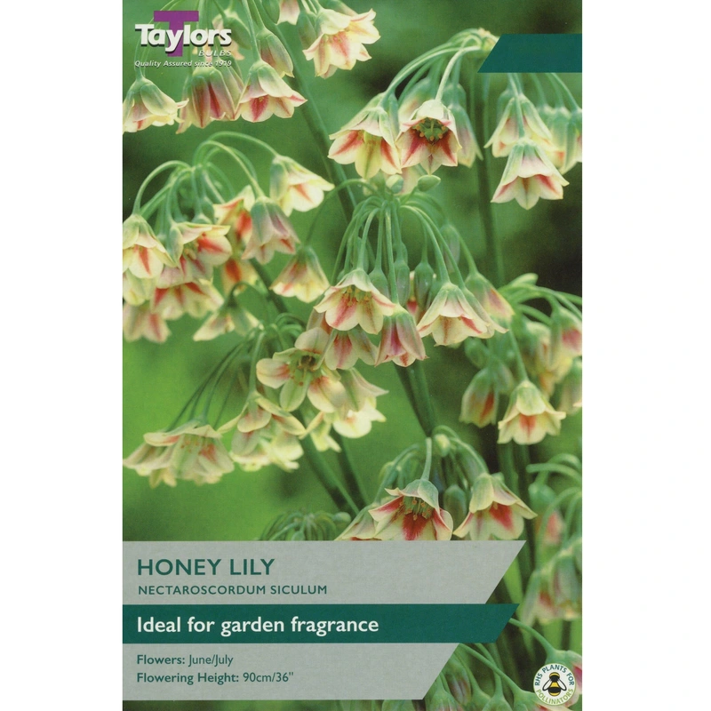 Taylors Nectaroscordum Siculum Honey Lily