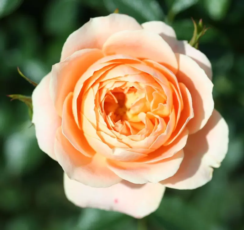 Sweet Dream Patio Rose