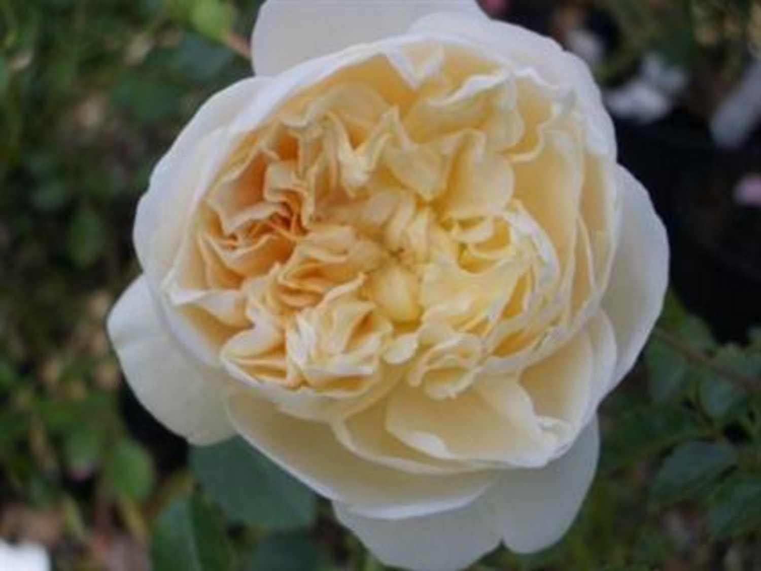 Climbing Rose Perpetually Yours - Groves Nurseries & Garden Centre