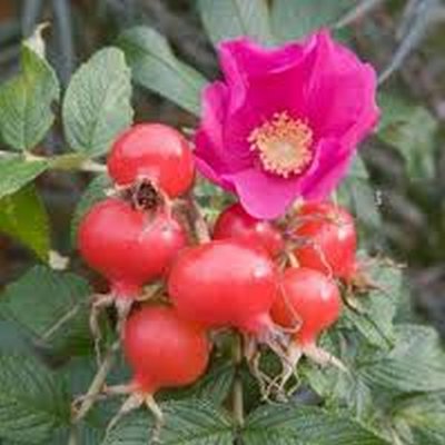 Pink Ramanus Rose/ Rosa rugosa