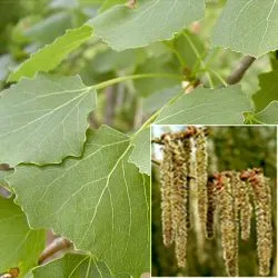 Populus tremula