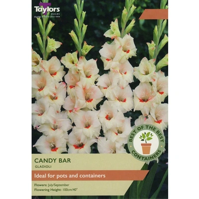 Taylors Best of the Best Gladioli Candy Bar