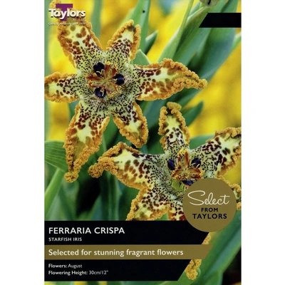 Taylors Select Ferraria Crispa