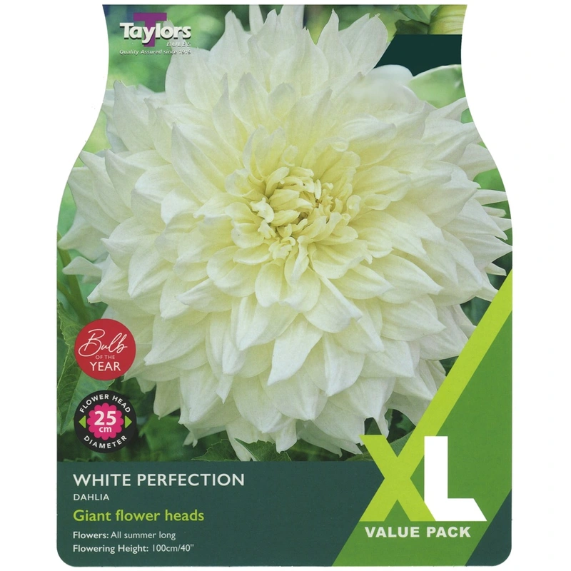 Taylors XL Value Dahlia White Perfection