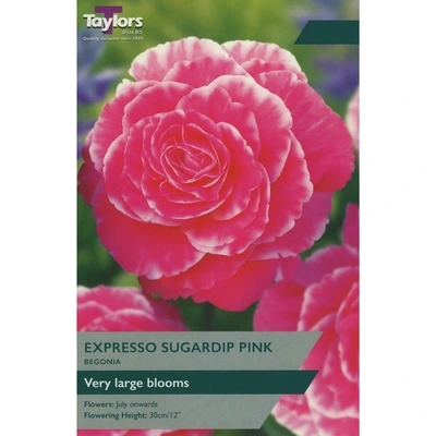 Taylors Begonia Expresso Sugardip Pink