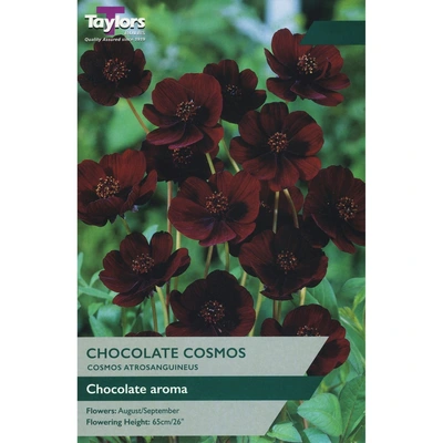 Taylors Cosmos Atrosanguineus (Chocolate Plant)