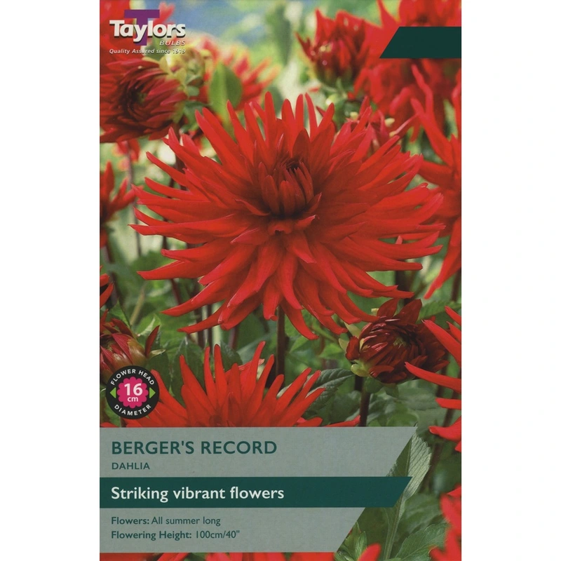 Taylors Dahlia Berger's Record