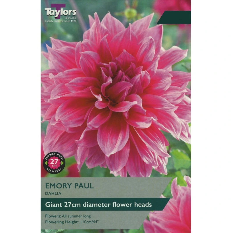 Taylors Dahlia Emory Paul