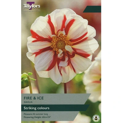 Taylors Dahlia Fire & Ice