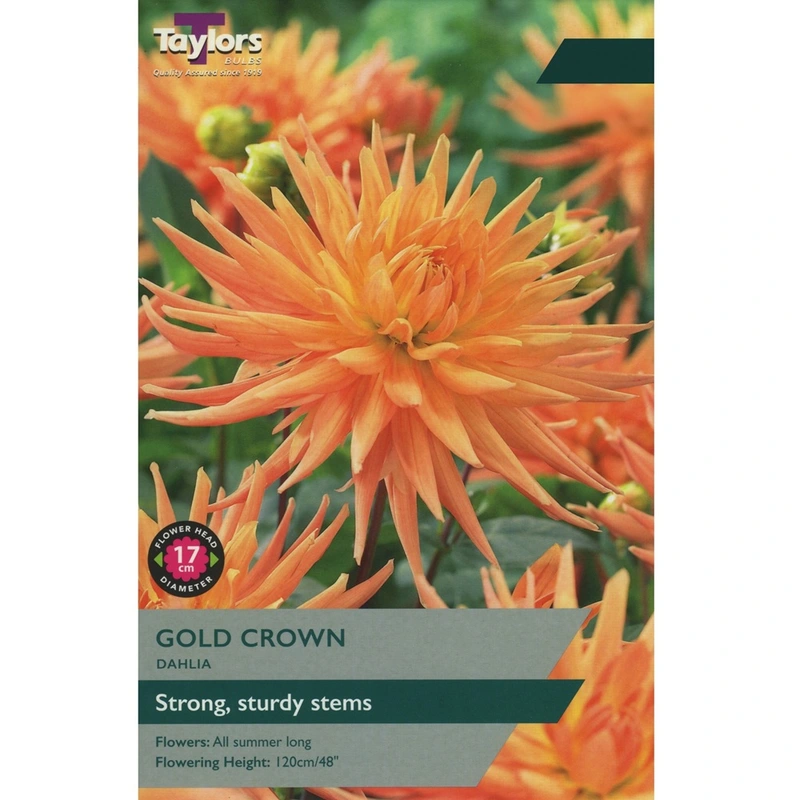 Taylors Dahlia Gold Crown