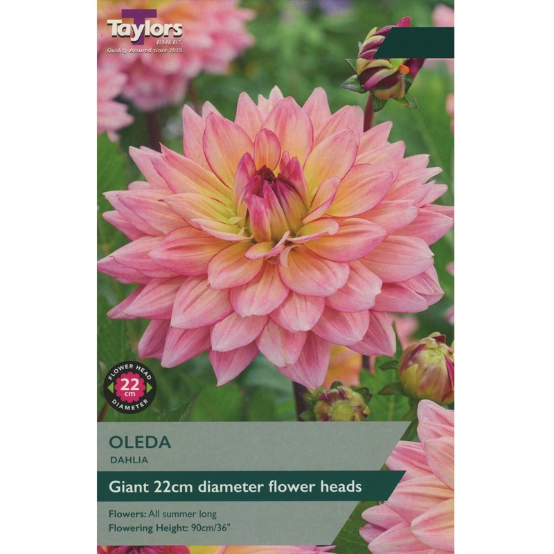 Taylors Dahlia Oleda