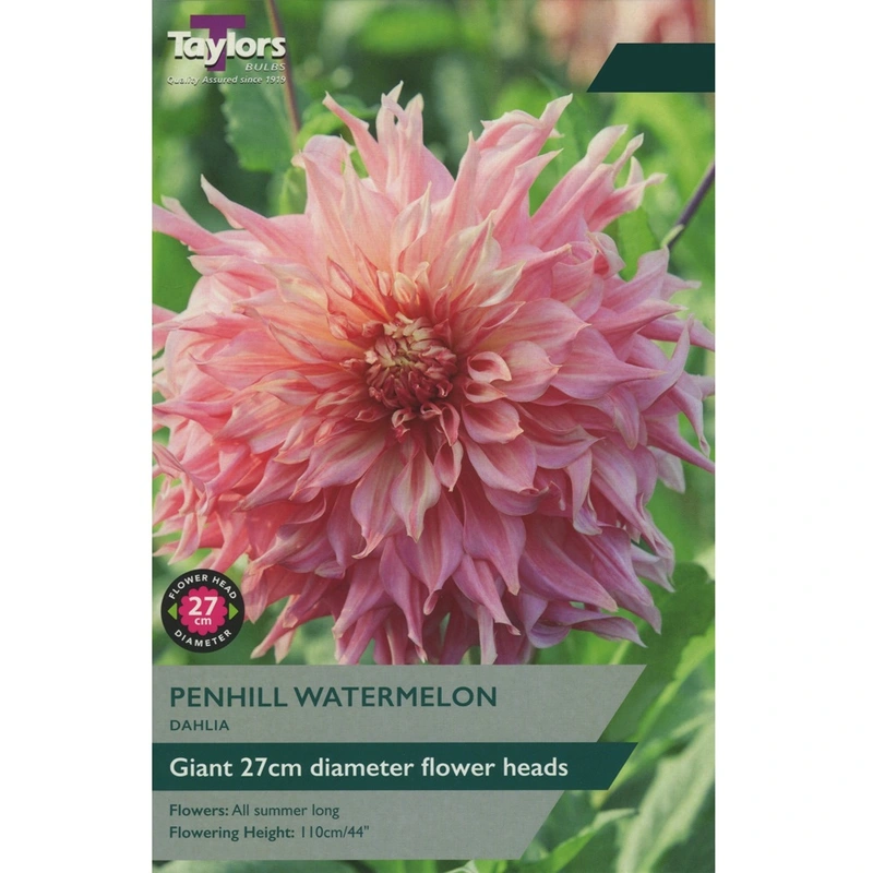 Taylors Dahlia Penhill Watermelon