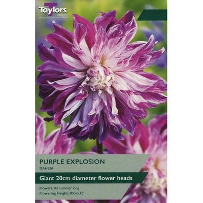 Taylors Dahlia Purple Explosion