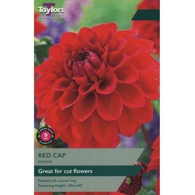 Taylors Dahlia Red Cap