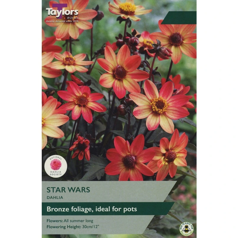 Taylors Dahlia Star Wars